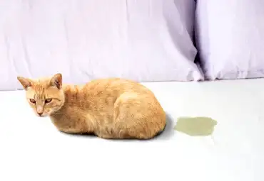 Kedi Çişi İdrarı Koltuktan Nasıl Çıkar