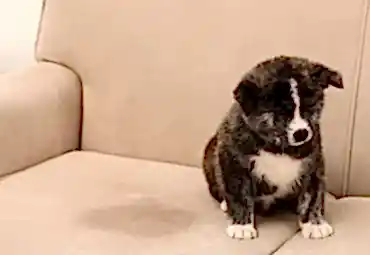 Köpek Çişi İdrarı Koltuktan Nasıl Çıkar